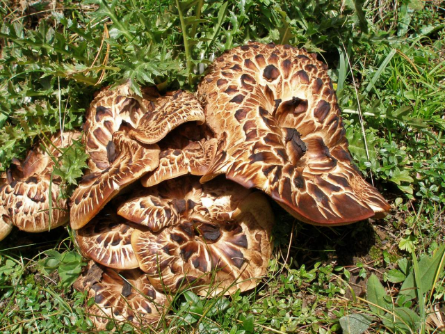 Мицелий Ежовика пестрого / Ежовик чешуйчатый (Sarcodon imbricatus)